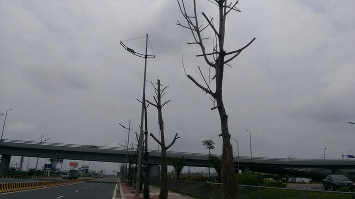 Theo quan sát, đoạn trước mặt nhà ga T2 sân bay Nội Bài, có tới hàng trăm cây rơi vào tình trạng trên. Những cây này đều bị cắt phần ngọn trước khi trồng, chỉ còn trơ phần thân, như những cái cọc được cắm xuống đất.