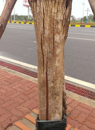 Phần lớn các cây đã bị nứt vỏ, nhiều cây do chết lâu ngày nên vỏ bị bong tróc gần hết. Một số cây được cuộn rơm hoặc lưới bảo vệ nhưng cũng không thoát khỏi "án tử".
