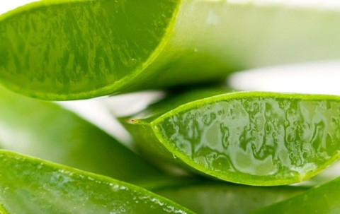 Lô hội: Dùng một miếng bông hay một miếng vải mềm nhỏ thấm lấy chất nhựa của cây lô hội, bằng cách tách đôi lá lô hội. Sau đó thấm lên nốt mụn cơm trong vòng khoảng 1 phút hoặc bạn có thể dùng dây buộc miếng vải hoặc bông có nhựa cây lô hội lên nốt mụn cơm mỗi ngày vài giờ.