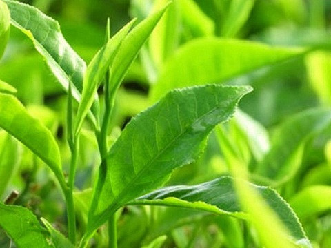 Lá trà xanh: Trị mụn cơm bằng tinh chất trà xanh rất hiệu quả nhé! Chỉ đơn giản bằng cách bạn hãy bôi trực tiếp nó lên nốt mụn mỗi ngày cho đến khi những nốt mụn cơm phải “tự nguyện” rút lui.