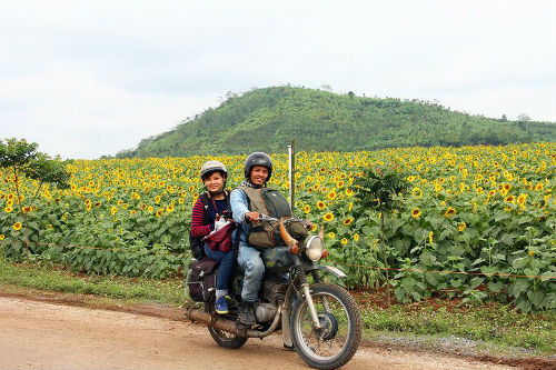 Cánh đồng hoa hướng dương gần trại TH cho phép người dân, khách du lịch vào tự do, không thu phí nên các bạn trẻ có thể thoải mái vào thăm thú và chụp ảnh. Nhưng các bạn trẻ cũng nên giữ ý thức không dẫm đạp lên hoa sau khi vào chụp ảnh.