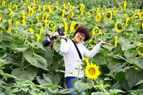 Cả đồng hoa hoa hướng dương rộng hơn 30 ha với những bông hoa vàng ươm nối nhau chạy dài tít tắp thực sự tạo nên sức hấp dẫn khó cưỡng với những ai từng đặt chân đến nơi này.