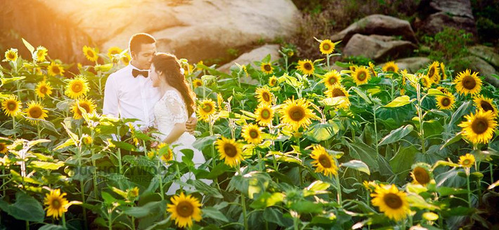 Rất nhiều cặp đôi đã chọn dịp này để đến cánh đồng hoa hướng dương để chụp những bức ảnh lưu lại hạnh phúc của mình trong bộ ảnh cưới.