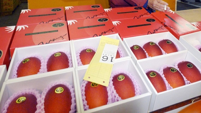 Cặp xoài nói trên đạt danh hiệu "Taiyo no Tamago". Để đạt danh hiệu này, xoài phải vượt qua sự xét duyệt khắt khe, nặng trên 350g và có độ ngọt nhất định.