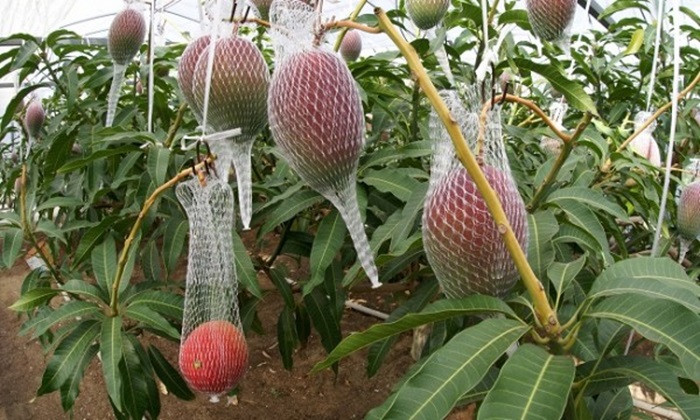 Trái xoài được giữ cẩn thận trên cây.
