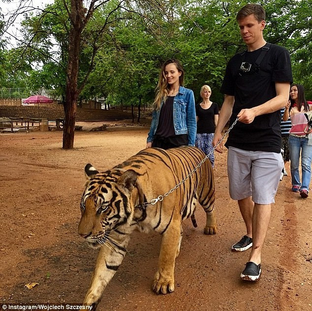 Thủ môn Wojciech Szczesny đang có kỳ nghỉ hè cùng bạn gái Marina Luczenko tại Thái Lan. Tại đất nước “Chùa Vàng” thủ môn này đã dắt một chú hổ đi dạo trong khuôn viên của một công viên tại Bangkok.