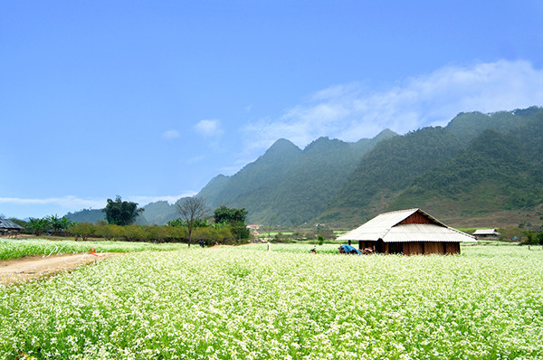 Khắp không gian Mộc Châu có đến hàng chục hecta bao trùm một màu hoa cải trắng tinh khôi xen lẫn màu ngô non xanh biếc, điểm xuyết thêm sắc đỏ ấm áp của hoa trạng nguyên và màu nâu trầm của đất. Đây cũng là điểm đến trong nước thú vị cho dân phượt trong tháng 11.