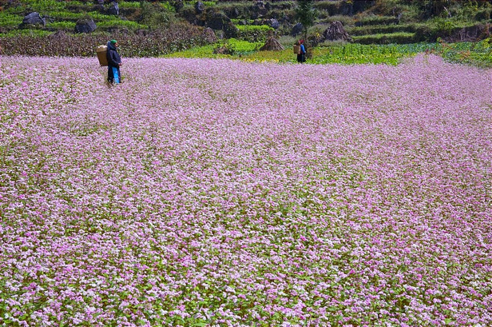 Tháng 11 trên những sườn núi ở vùng cao nguyên đá Hà Giang khi mùa vàng của ruộng bậc thang đã gần gặt xong, có một sắc màu khá lạ, đó là hồng phớt của hoa tam giác mạch.