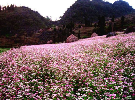 Sau mùa gặt, khắp ruộng bậc thang được phủ bởi màu đỏ phơn phớt của hoa tam giác mạch khiến cho cao nguyên Hà Giang như thay một lớp áo mới.