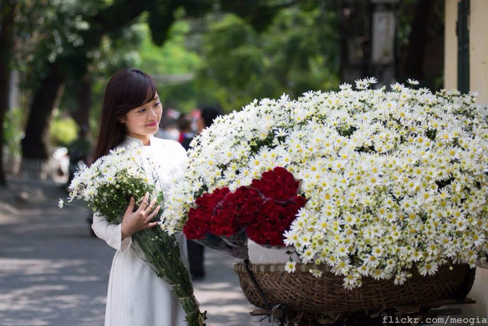 Những ngày đầu tháng 11, khi cái nắng héo tàn của mùa thu còn vương vấn thì cũng là mùa cúc họa mi nở.