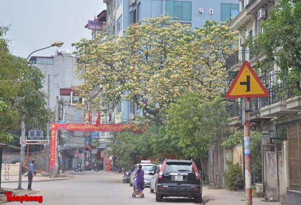 Loài cây này ở Việt Nam được trồng nhiều ở một số tỉnh như Huế, Quảng Nam, Ninh Thuận... nhưng ở Hà Nội lại rất hiếm thấy. Hiện nay, chỉ có cây bún ở làng Đình Thôn là to và đẹp nhất.