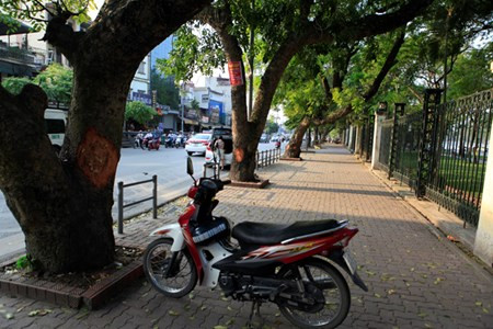 Theo ghi nhận của phóng viên, hàng xà cừ có gần 10 cây bị chém nham nhở, chủ yếu phần vỏ. Có cây bị cạo 3 mảng lớn có đường kính lên đến vài chục cm và khá sâu vào thân.
