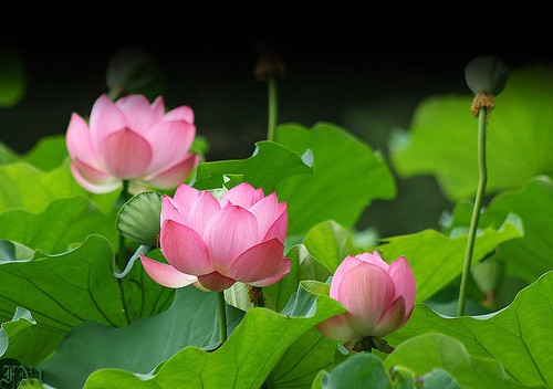Những cánh đồng hoa sen tại Đồng Tháp cũng hút du khách bởi hương sen thoang thoảng trong hơi gió nhẹ.