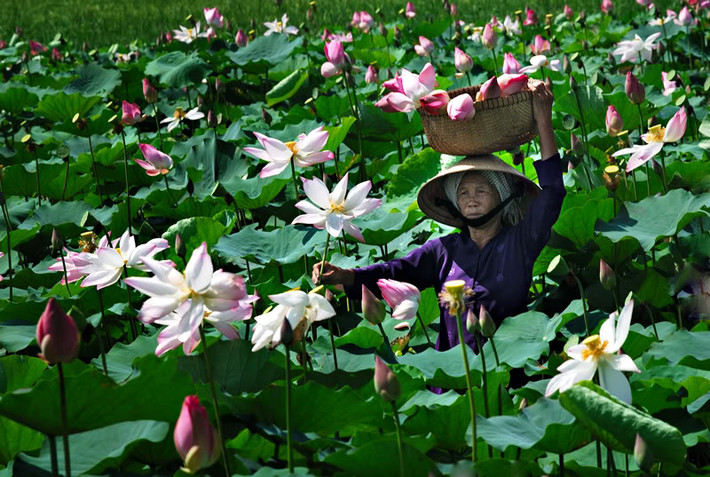 Du khách đến Đồng Tháp không chỉ đắm mình trong khung cảnh nên thơ, lãng mạn của những đầm sen bạt ngàn, mà họ còn được tự tay chèo thuyền, câu cá và hái hoa sen cùng với người dân.