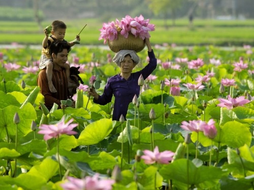 Du khách tới "săn" sen Đồng Tháp sẽ được phóng tầm mắt trước một bức tranh rất nên thơ với những điểm hồng của hoa sen trên nền xanh của lá sen.