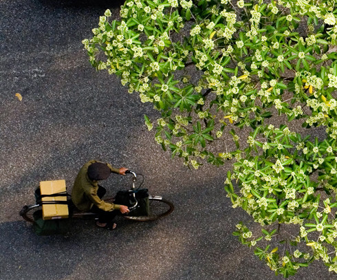 Đặc biệt là những đêm Hà Nội se se lạnh, lang thang trên những con phố như Nguyễn Du hay Hoàng Diệu, ngửi mùi hoa sữa cùng làm lòng người trở nên nhiều nhung nhớ và suy tư.