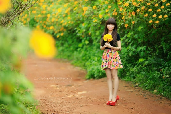 Hoa mọc hai bên vệ đường, vươn cao đón ánh mặt trời, xòa cánh lá như chào đón. Dù không rực rỡ như hướng dương nhưng khi nở rộ, dã quỳ tạo nên một thảm hoa vàng trên hầu khắp các con đường vào thành phố cao nguyên.