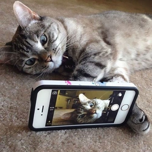 Tự sướng với iPhone như "người lớn".