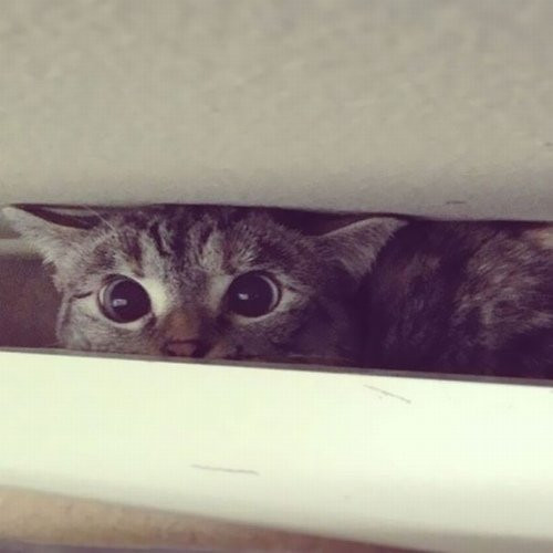 Nala là con mèo nổi tiếng nhất mạng xã hội Instagram với 2,3 triệu người theo dõi - con số mà chỉ những ngôi sao nổi tiếng tầm cỡ thế giới mới có được.