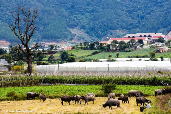 Dran không chỉ có hoa dã quỳ mà cảnh đẹp tự nhiên rất phong phú. Bạn sẽ có dịp trở về với thiên nhiên, sống cuộc sống chậm với những ngọn núi mờ xa, con đèo quanh co uốn lượn, trang trại xanh mướt rau quả cùng từng đàn trâu lững thững trên cánh đồng.
