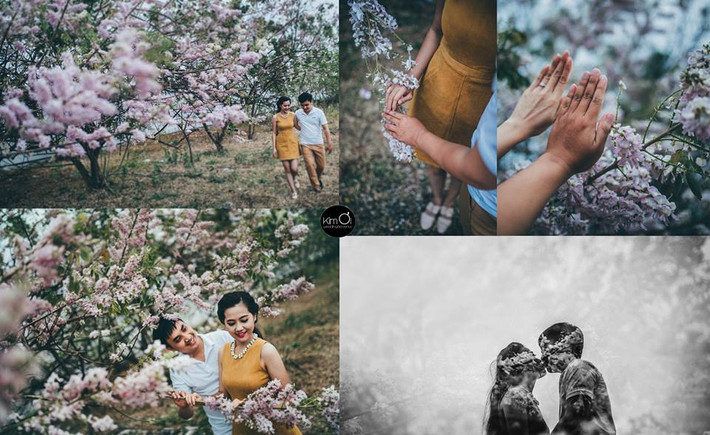 Rất nhiều bộ ảnh cưới đẹp đã được thực hiện trong dịp hoa anh đào nở tại Vũng Tàu.