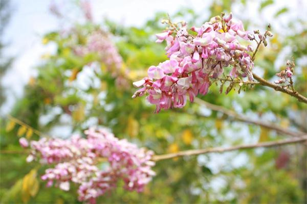 Hoa anh đào ở Vũng Tàu mặc dù không rực rỡ và cũng không mỏng manh như những cây được trồng ở Nhật Bản nhưng chúng lại có sức cuốn hút vô cùng lớn để níu bước những du khách tới đây.
