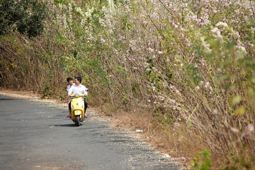 Những rặng hoa anh đào mọc ven đường dẫn đến bãi biển Vũng Tàu.
