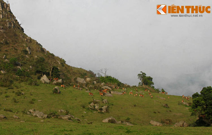 Đồng Cao được nhiều khách du lịch tìm đến để cắm trại, trải nghiệm trekking vào dịp cuối tuần.