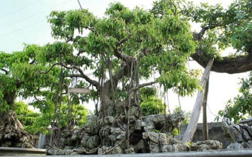 Vườn cây của ông Hưởng có diện tích 1.700 m, trên 400 cây với hàng chục chủng loại khác nhau. Ảnh: Vietnamnet.