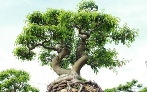 Tất cả cây trong vườn đều do ông tự tay cắt tỉa dựa trên dáng cây truyền thống mà các cụ ngày xưa đã làm. Ảnh: Vietnamnet.
