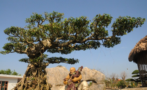 Anh Nguyễn Duy Nghị ở xã Điền Xá, cách TP.Nam Định khoảng 10km sở hữu một vườn cây cảnh tiền tỷ, có những cây xanh quý hiếm, tuổi đời hàng trăm năm. Ảnh: Dân Việt.