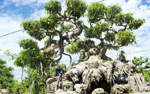 Vườn cây cảnh của ông vừa làm đẹp cho đời, vừa mang lại giá trị kinh tế cao vì có những cây trị giá hàng tỷ đồng. Ảnh: Vietnamnet.
