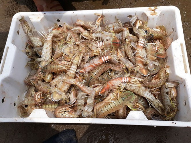 Những mẻ tôm tít tươi sống được bán sau khi đưa lên bờ. (Ảnh: Báo Dân trí)