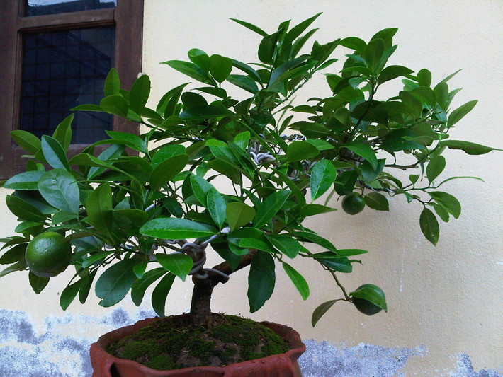 Là loại cây ăn quả nhưng chanh rất dễ trồng và không tốn nhiều diện tích. Chính vì vậy, cây chanh rất thích hợp trồng trong sân vườn nhà phố. Ảnh: Internet.