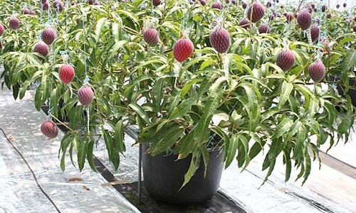 Hiện có nhiều giống xoài thích hợp để trồng kiểng, vừa cho quả ăn rất ngon. Thậm chí lá xoài non có thể ăn kèm với các loại rau khác. Ảnh: Dân Việt.
