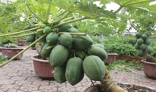 Ngoài cho trái ăn, cây đu đủ còn được nhiều gia đình chuộng làm cây cảnh trang trí cho sân vườn. Ảnh: Báo Nghệ An.