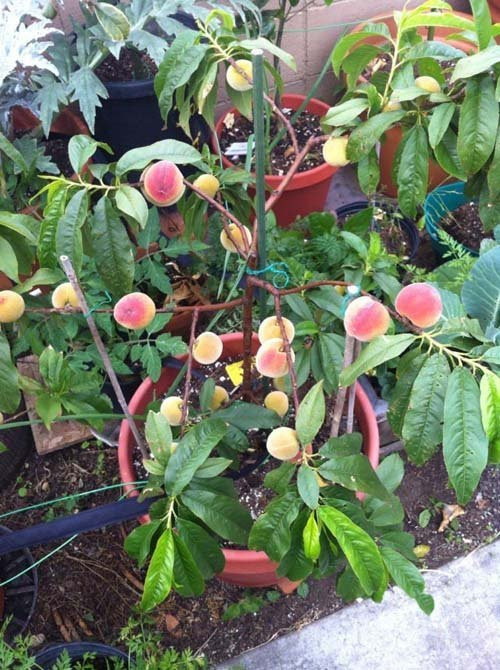 Kỹ thuật trồng cây đào không khó nên thích hợp để trồng làm kiểng cho khu vườn của mình. Ảnh: Dân Việt.