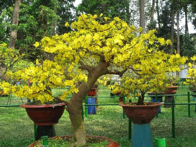 Không ngào ngạt sắc hương như nhiều loài hoa khác nhưng hoa mai là biểu tượng của sự may mắn, tốt đẹp. Chính vì vậy mà hoa mai là cây cảnh được ưa chuộng đặc biệt trong dịp cuối năm của người Việt. Ảnh: Hoasaigon.