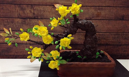 Điều quan trọng nhất khi trồng mai kiểng trong nhà là việc bón phân, chăm sóc phải khoa học. Mùa nắng nên tưới hàng ngày để đất đủ ẩm, mùa mưa cần đảm bảo tiêu thoát nước tốt và chỉ tưới khi đất khô. Ảnh: Dân Việt.