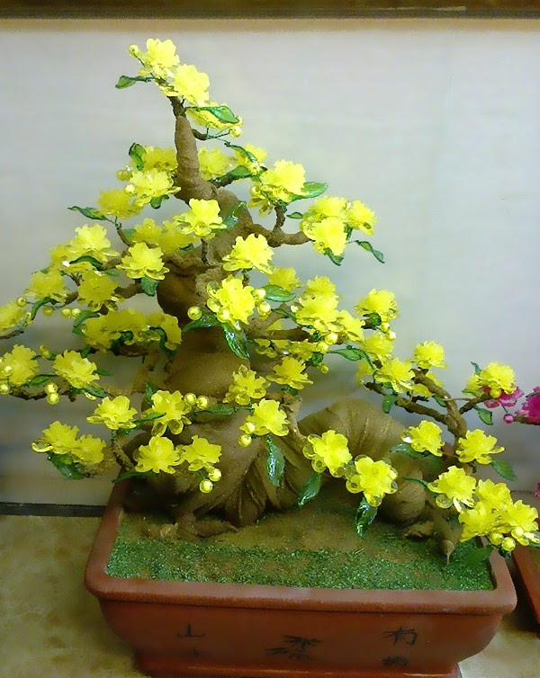 Hoa mai thích hợp với khí hậu nóng ấm, từ 25 – 30 độ C, có thể chịu được nhiệt độ cao trong nhiều ngày, nhiều tháng. Tuy nhiên, ở nhiệt độ thấp (dưới 10 độ C), mai sinh trưởng kém. Ảnh: TinyBook.