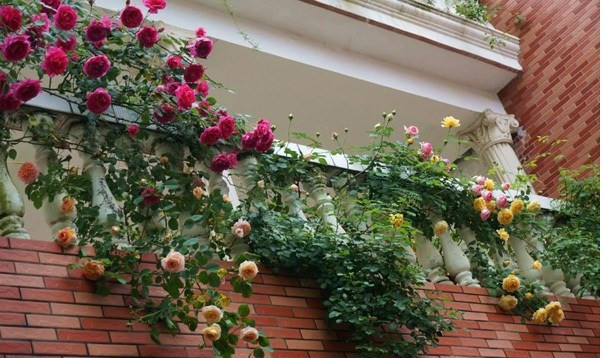 Hoa hồng leo trên ban công mang đến cảm giác nhẹ nhàng và lãng mạn. Là giống hồng ngoại nên hoa hồng leo có hoa to, đẹp và sai bông. Ảnh: Vietq.