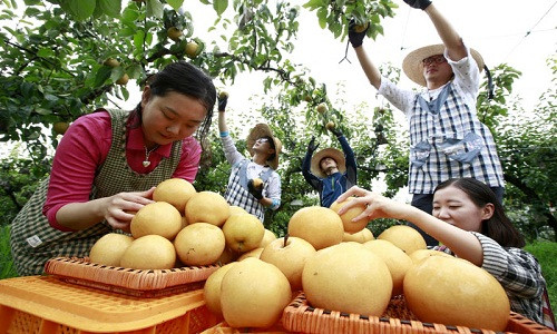 Thu hoạch lê nâu là niềm vui của người làm vườn ở Hàn Quốc. Ảnh: Korea.