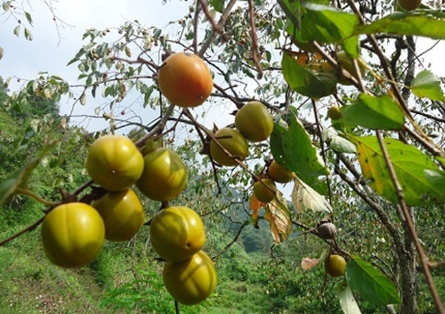 Hồng nhân hậu có hình trái tim, khi chín có màu rực đỏ. Ảnh: Tin tức Việt Nam.