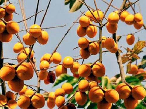 Ngoài ra, ở Lạng Sơn còn có nhiều người trồng giống hồng giòn Bảo Lâm cho hiệu quả kinh tế cao. Ảnh: Nongnghiep.