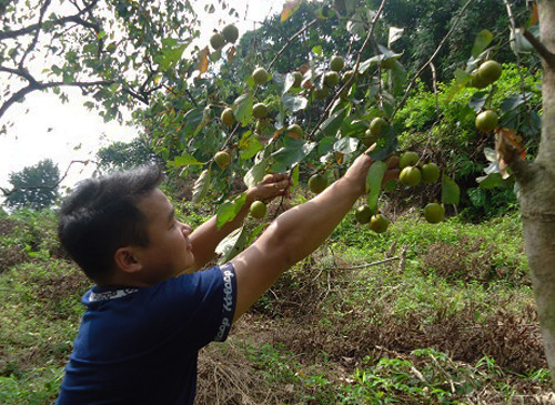Khoảng giữa tháng 8 âm lịch là mùa hồng Bảo Lâm chín rộ. Ảnh: Dulichlangson.