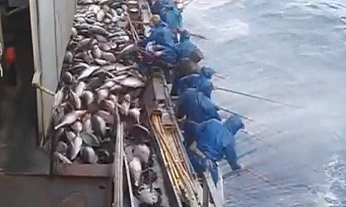Khi khoang đầy, cá ngừ thường được vận chuyển bằng dây chuyền tự động.