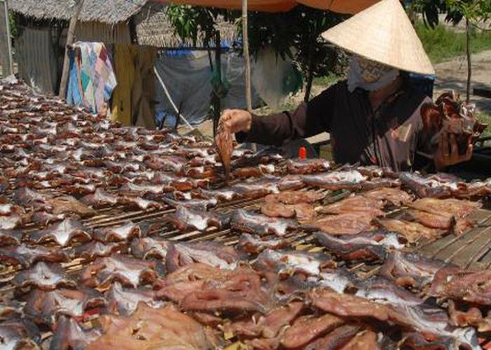 Bước tiếp theo, cá lóc được phơi dưới ánh nắng tự nhiên. Ảnh: Duasap-lapxuong.
