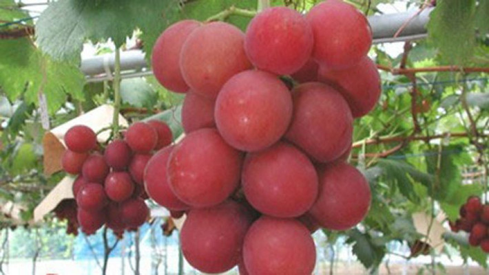 Phải mất 14 năm mới phát triển thành công giống nho này. Trong một lần bán đấu giá, chùm nho Ruby Roman được trả 13,463 USD (khoảng 300 triệu đồng). Ảnh: Japan.