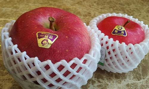 Mỗi quả táo Sekai Ichi nặng 1kg, có quả nặng tới 2kg. Táo được thụ phấn bằng tay tỉ mỉ. Mỗi quả táo sau khi thu hoạch được rửa trong mật và dán nhãn thủ công. Đây chính là lý do khiến táo Sekai Ichi có giá 21 USD/ quả (tương đương 420.000 đồng). Ảnh: 3fmart.