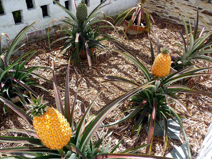 Dứa của trung tâm nghiên cứu thực vật Lost Gardens of Heligan (Anh) là loại dứa trồng theo phương pháp chăm sóc tốn kém từ thời Victoria. Ảnh: Alux.